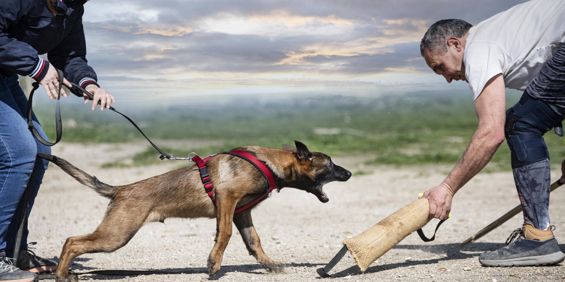 Managing and Modifying Aggressive Behavior: Effective Strategies for Dog Owners