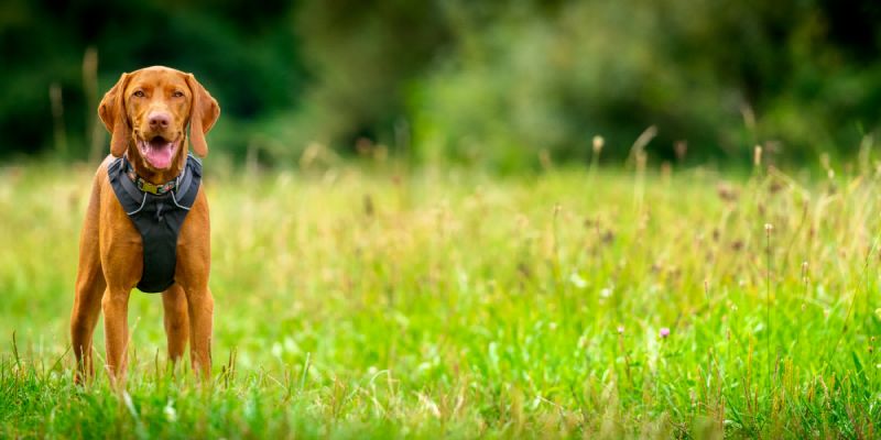 The Benefits of Using a Harness for Your Growing Companion