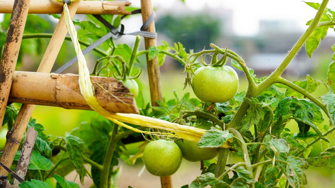 What Are the Significant Advantages of Picking Artificial Plant Suppliers from China?